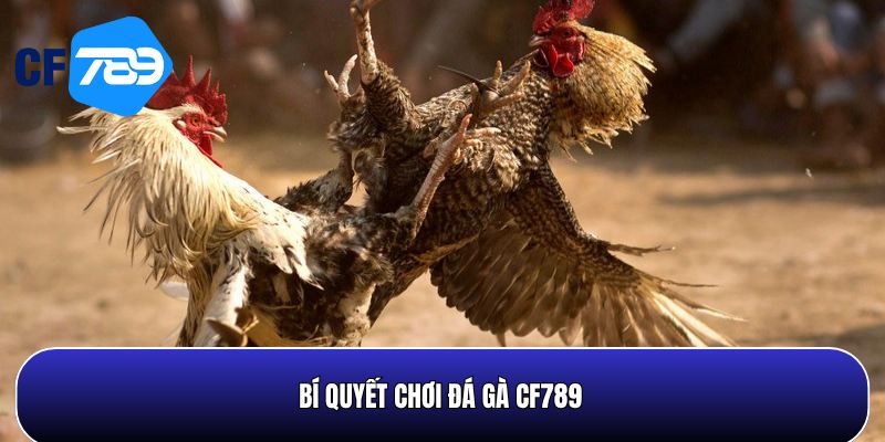 Bí quyết chơi đá gà tại CF789 hiệu quả nhất 