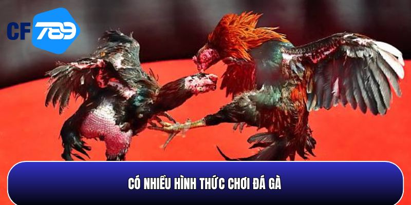 Có nhiều hình thức đá gà hấp dẫn để bạn lựa chọn đặt cược