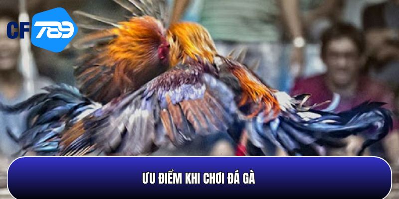 Đá gà CF789 mang đến nhiều cơ hội giải trí hấp dẫn